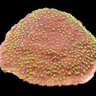 WYSIWYG  24G Green Eyed Monster Montipora Frag Large