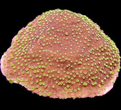 WYSIWYG  24G Green Eyed Monster Montipora Frag Large