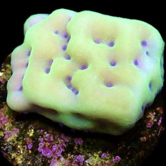 WYSIWYG 24K Mojito Montipora Palawanensis