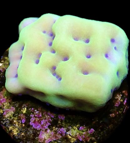 WYSIWYG 24K Mojito Montipora Palawanensis