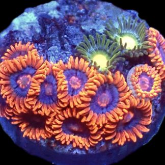 WYSIWYG Zoanthid Frag B53
