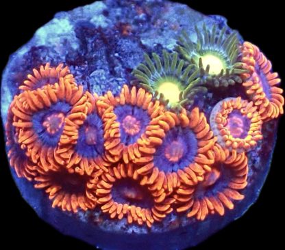 WYSIWYG Zoanthid Frag B53
