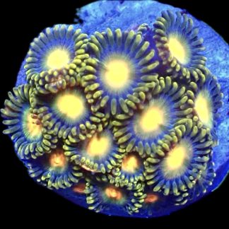WYSIWYG Zoanthid Frag B54
