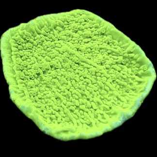 WYSIWYG 23J Toxic Lime Plating Montipora Frag