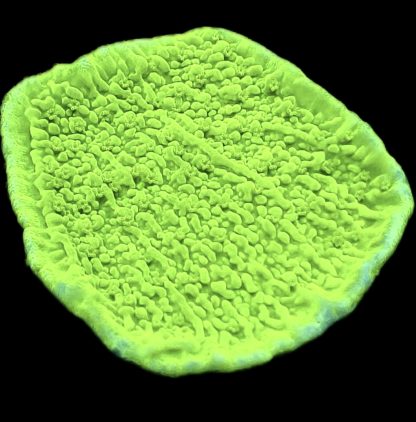 WYSIWYG 23J Toxic Lime Plating Montipora Frag