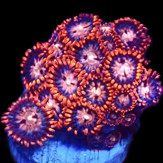 WYSIWYG  Zoanthid Frag C18