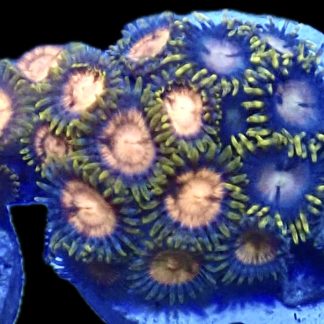 WYSIWYG Zoanthid Frag B35