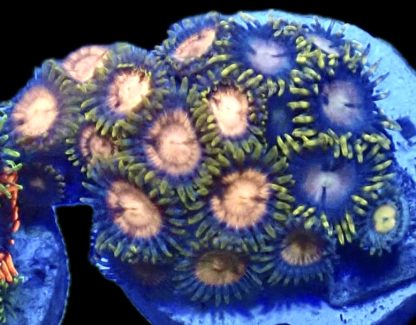 WYSIWYG Zoanthid Frag B35