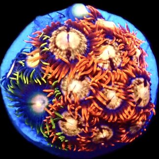 WYSIWYG Zoanthid Frag C42