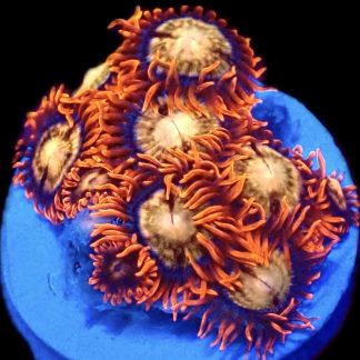 WYSIWYG  Zoanthid Frag C44
