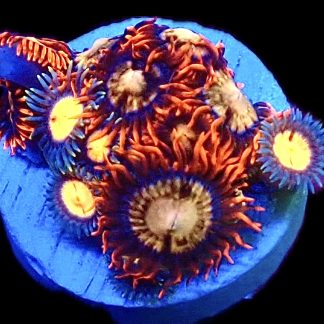 WYSIWYG  Zoanthid Frag C45
