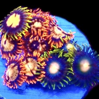 WYSIWYG  Zoanthid Frag C46
