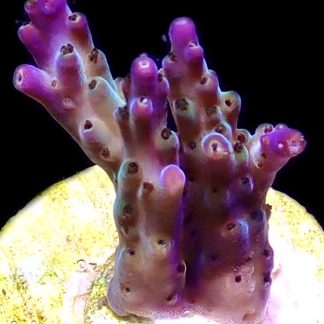 WYSIWYG 9G Tri Berry Acropora Frag