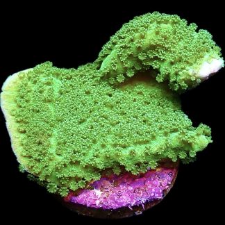 WYSIWYG 11C Bright Green Goblin Montipora Frag