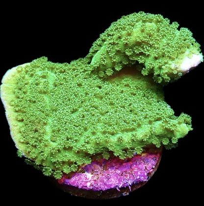 WYSIWYG 11C Bright Green Goblin Montipora Frag