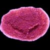 Purple Plating Montipora Frag