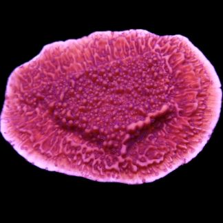 Purple Plating Montipora Frag