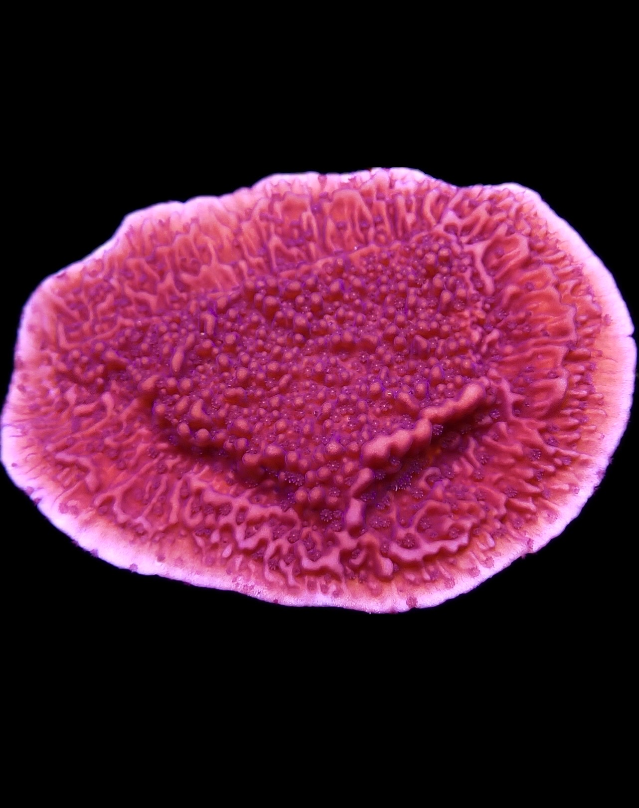 Purple Plating Montipora Frag