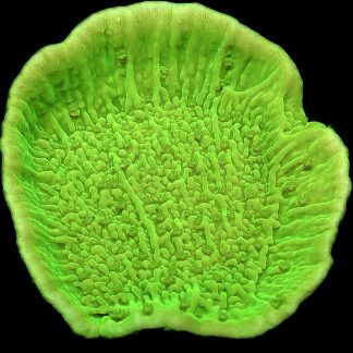 WYSIWYG 23J Toxic Lime Plating Montipora Frag