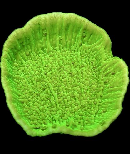 WYSIWYG 23J Toxic Lime Plating Montipora Frag