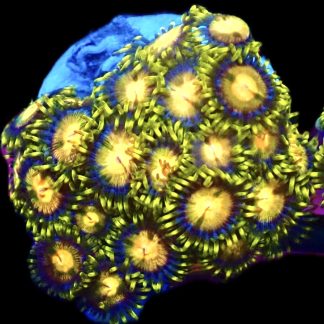 WYSIWYG  Zoanthid Frag C34