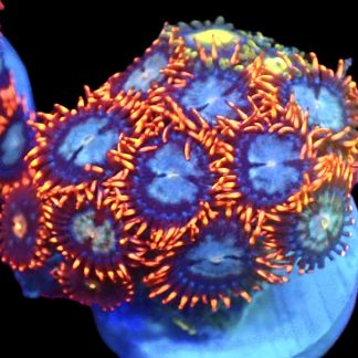 WYSIWYG  Zoanthid Frag C45