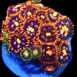 WYSIWYG  Zoanthid Frag C46