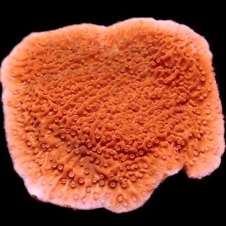 WYSIWYG 8E Orange Plating Montipora Frag