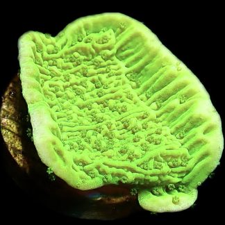 WYSIWYG 22B Toxic Lime Plating Montipora Frag