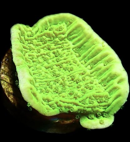WYSIWYG 22B Toxic Lime Plating Montipora Frag