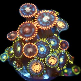 WYSIWYG Zoanthid Frag P26