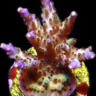 WYSIWYG 16D Tri Berry Acropora Frag
