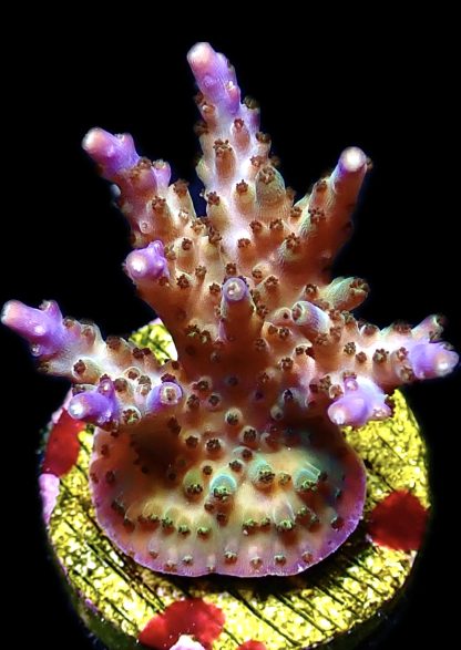 WYSIWYG 16D Tri Berry Acropora Frag