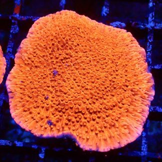 WYSIWYG 8E Orange Plating Montipora Frag Large