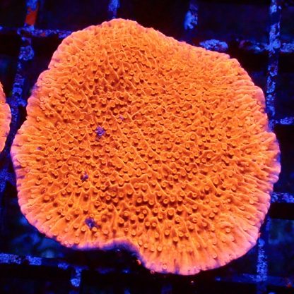 WYSIWYG 8E Orange Plating Montipora Frag Large