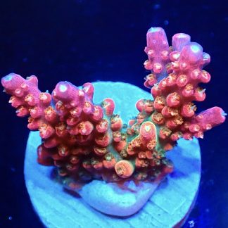 WYSIWYG 19H Rainbow Acropora