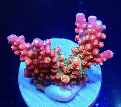 WYSIWYG 19H Rainbow Acropora