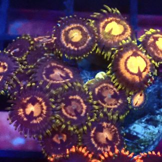 WYSIWYG Zoanthid Frag B12