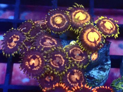 WYSIWYG Zoanthid Frag B12