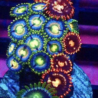 WYSIWYG Zoanthid Frag B14