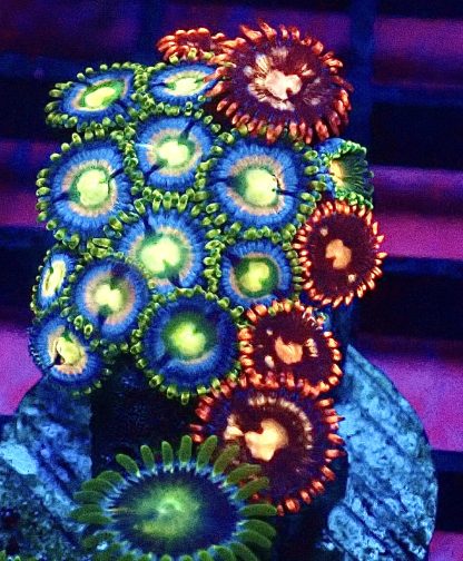 WYSIWYG Zoanthid Frag B14