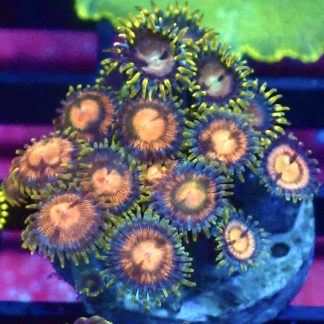 WYSIWYG Zoanthid Frag B24