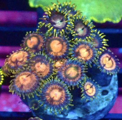 WYSIWYG Zoanthid Frag B24