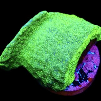 WYSIWYG 10E Neon Green Psammocora Frag Large
