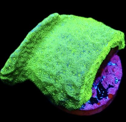 WYSIWYG 10E Neon Green Psammocora Frag Large