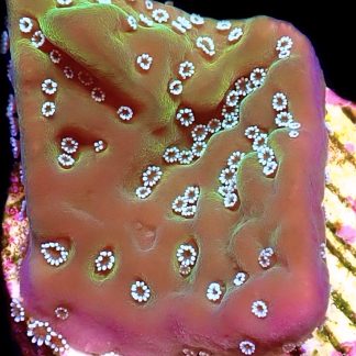 WYSIWYG 9E Montipora Undata Frag