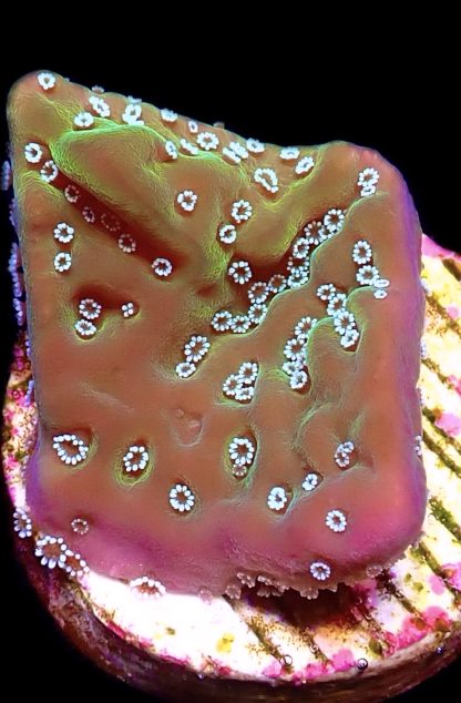 WYSIWYG 9E Montipora Undata Frag