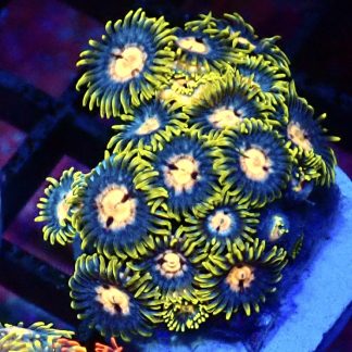 WYSIWYG Zoanthid Frag B52
