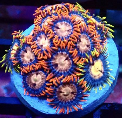 WYSIWYG Zoanthid Frag B53