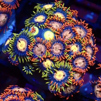 WYSIWYG Zoanthid Frag B54